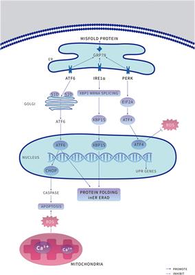 ROS and Endoplasmic Reticulum Stress in Pulmonary Disease